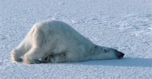 Orso polare pigro come un fuorisede 